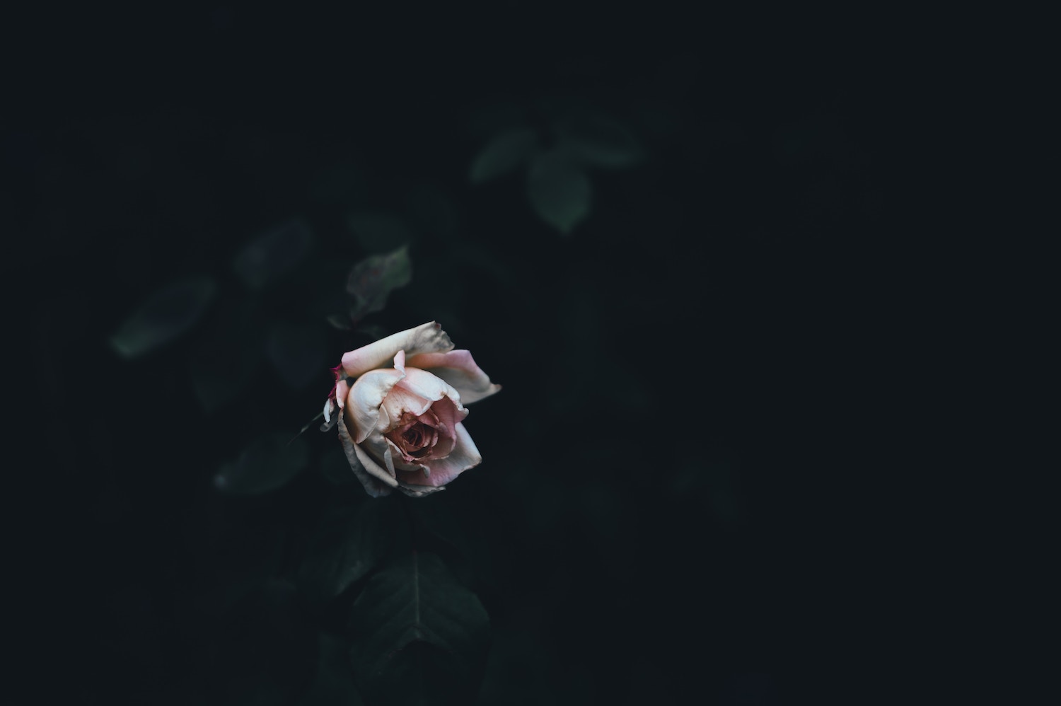 A photo of a blossoming flower in darkness by Annie Spratt