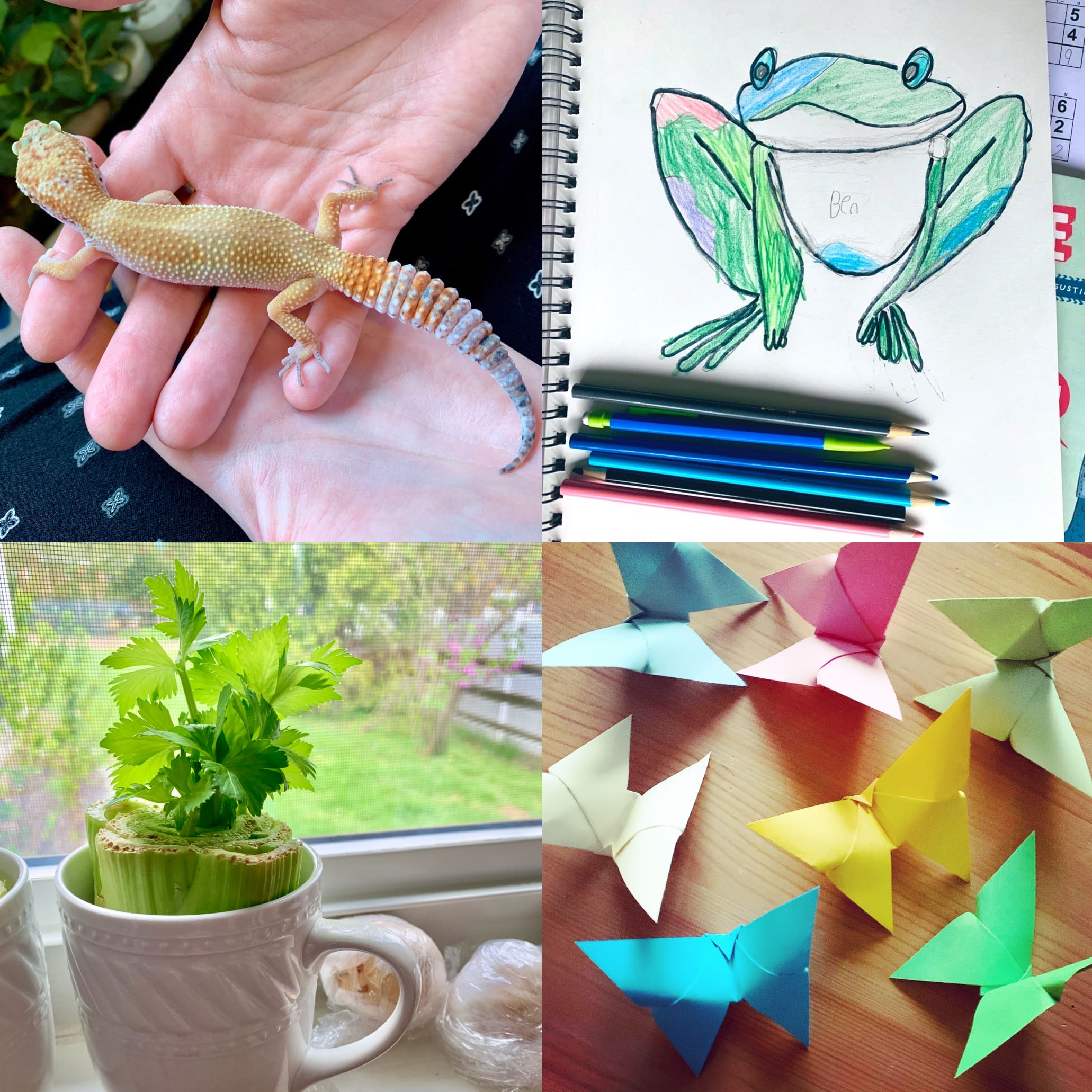 A lizard, origami, drawing, and celery plant