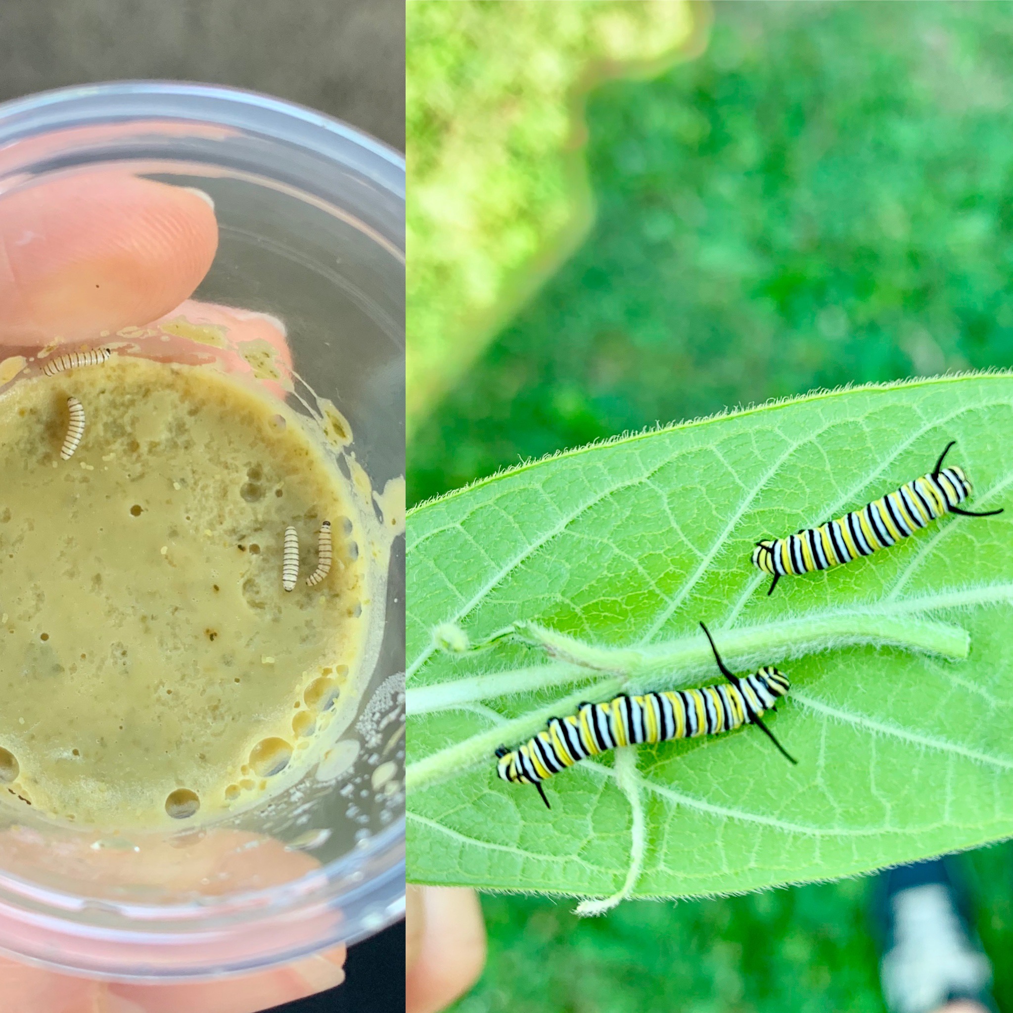 Container of monarch babies from Monarch Watch