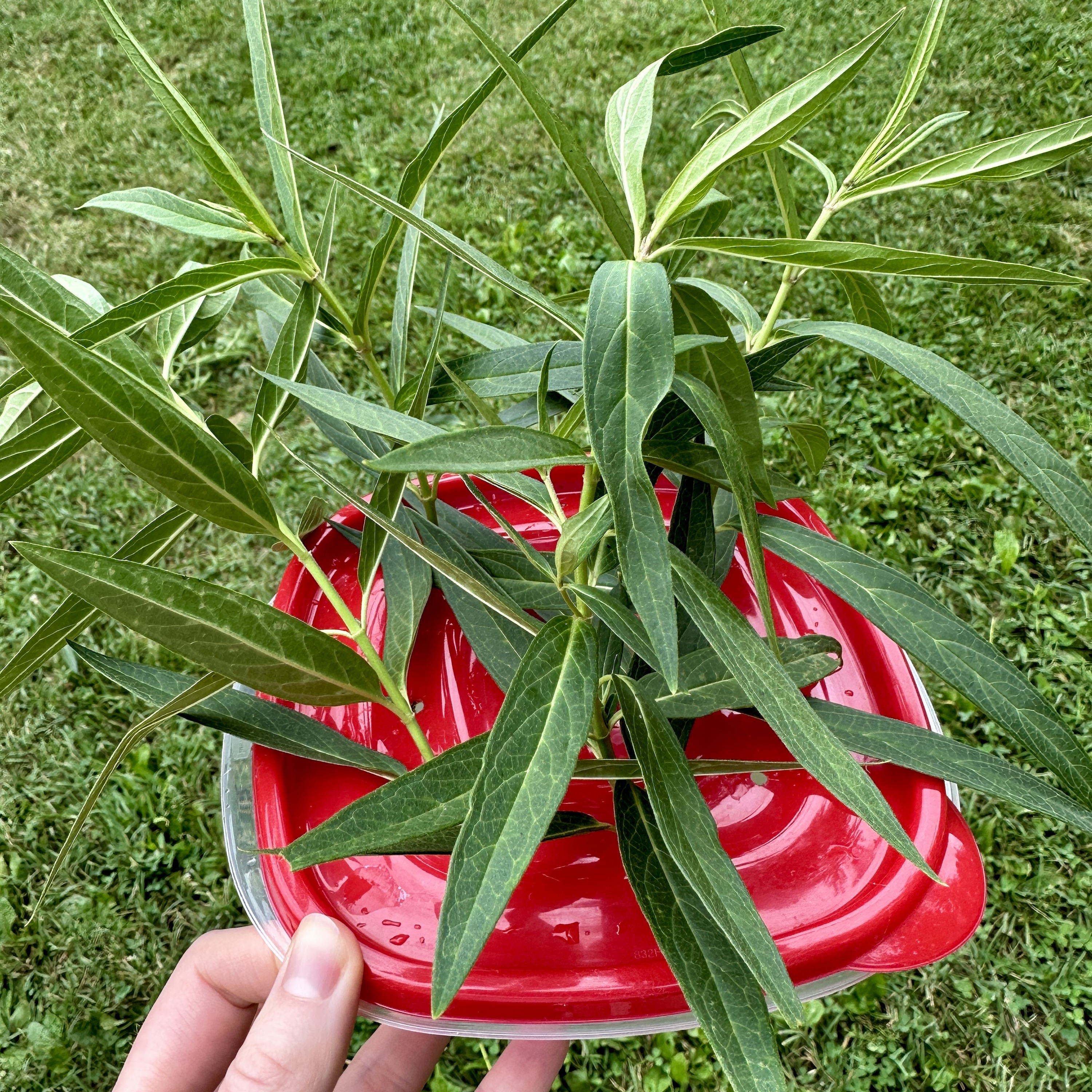 Plastic conatiner with holes for milkweed