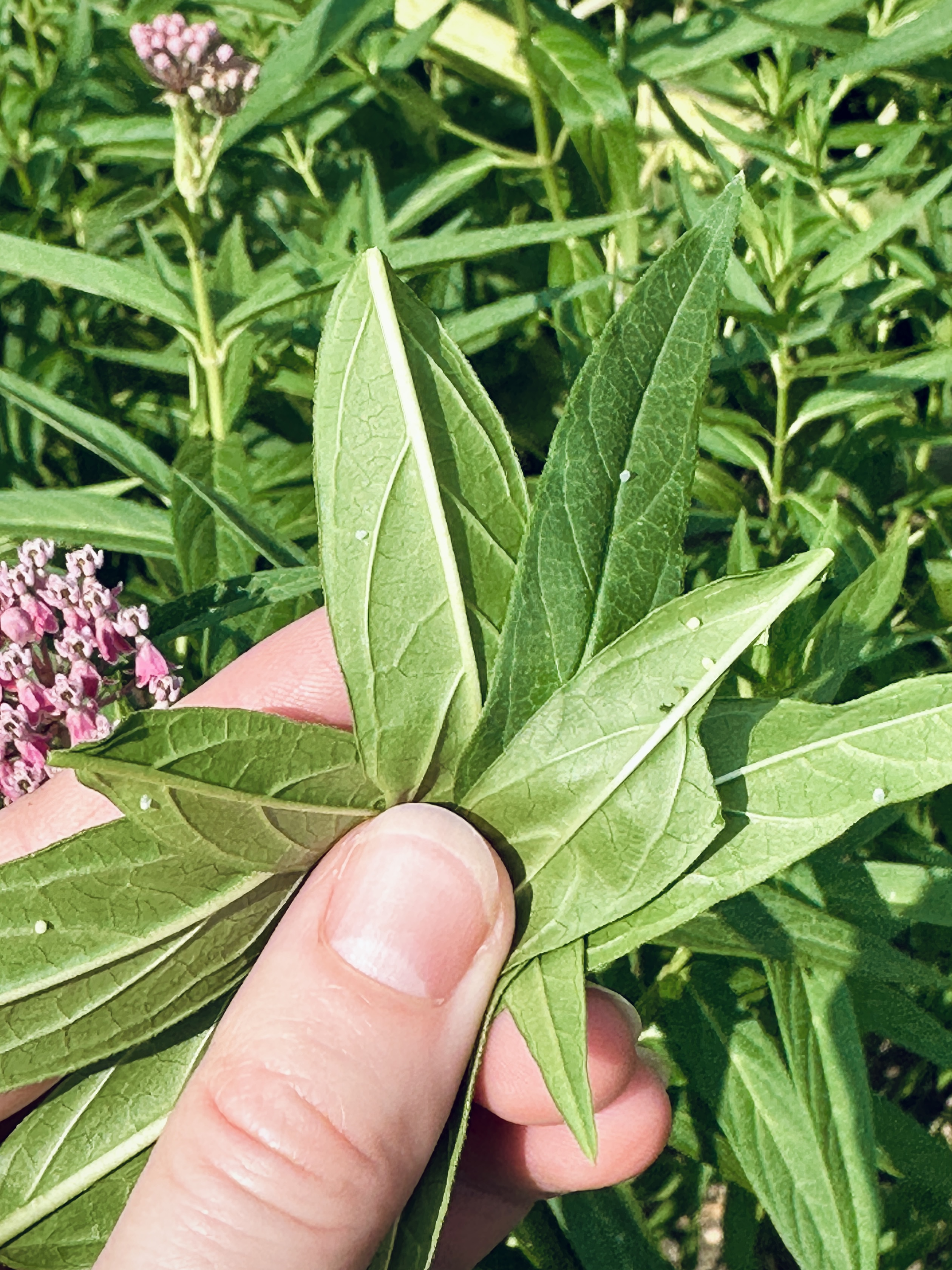 Monarch eggs on milkweed leaves