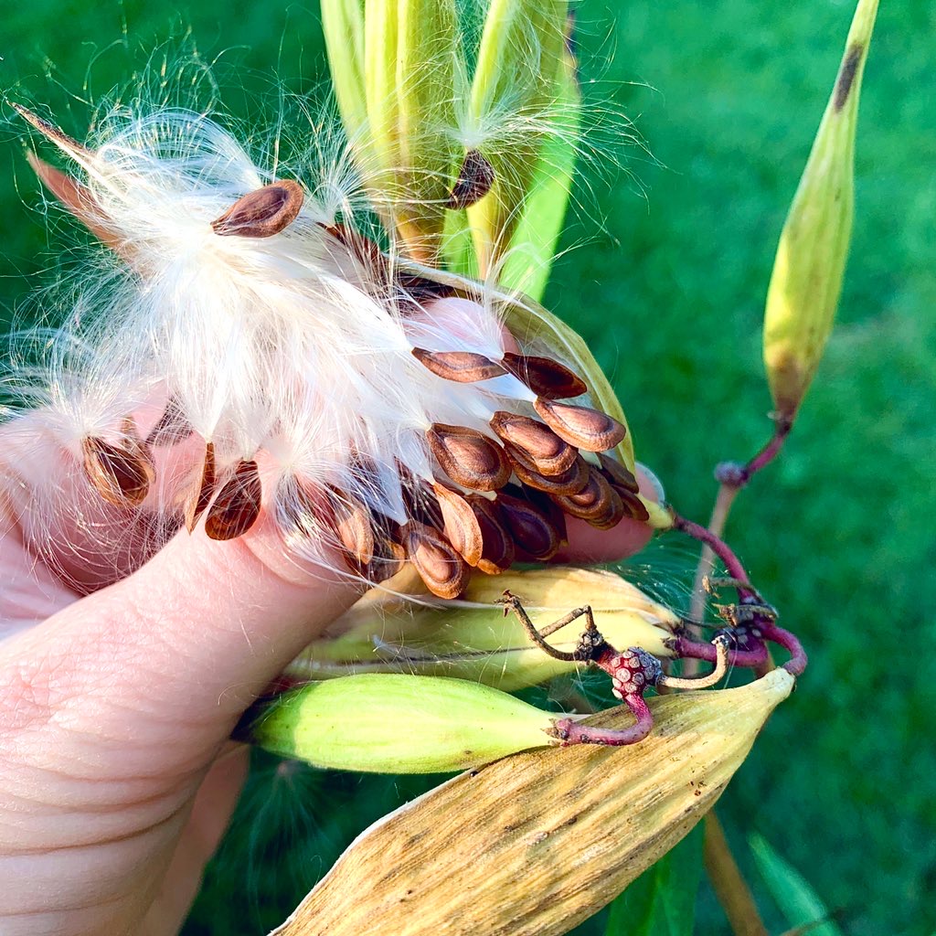 Exploding milkweed seed pod