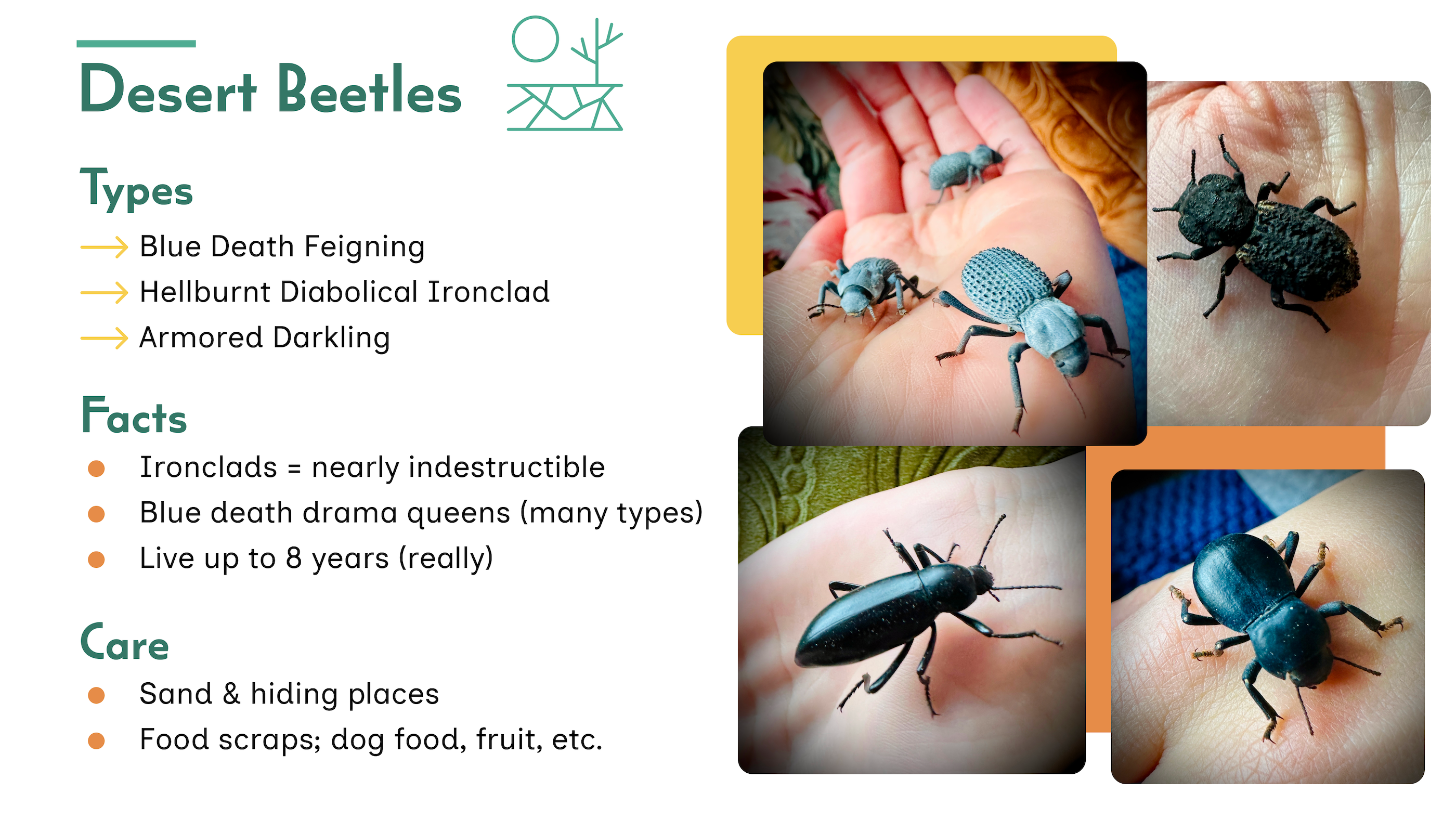 Beetles slide
